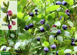 Vaccinium Myrtillus 