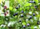 Vaccinium Myrtillus 