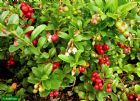 Vis produktside for: Vaccinium Vitis-idaea Koralle