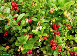 Vaccinium Vitis-idaea Koralle