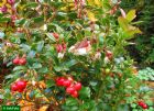 Vis produktside for: Vaccinium Vitis-idaea Red Pearl