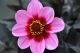 Dahlia Happy Wink
