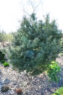 Ilex Aquif. Schrams