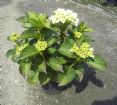 Vis produktside for: Hydrangea Macr. First White