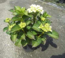 Hydrangea Macr. First White