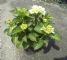 Hydrangea Macr. First White