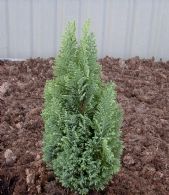 Chamaecyparis Lawsoniana Ellwoods Gold