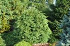 Vis produktside for: Chamaecyparis Lawsoniana Globosa