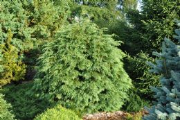 Chamaecyparis Lawsoniana Globosa