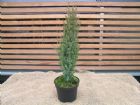 Vis produktside for: Juniperus Comm. Arnold
