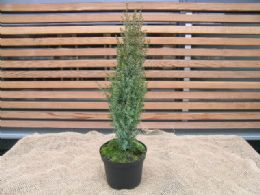 Juniperus Comm. Arnold