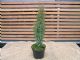 Juniperus Comm. Arnold