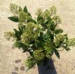 Vis produktside for: Skimmia Thereza
