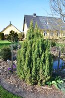 Juniperus Sq. Loderi