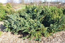 Juniperus Sq. Meyeri