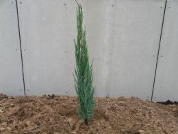 Juniperus Virg. Blue Arrow