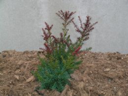 Podocarpus Law. Red Tip