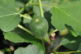 Ficus Carica Precose De Dalmatie