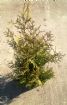 Vis produktside for: Thuja Occidentalis Brabant