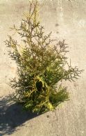 Thuja Occidentalis Brabant