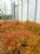 Spiraea Jap. Magic Carpet