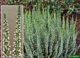 Calluna Vulgaris Alicia