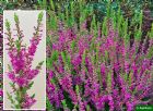 Vis produktside for: Calluna Vulgaris Allegro