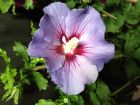 Vis produktside for: Hibiscus Syriacus Oiseau Bleu