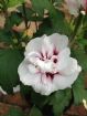 Vis produktside for: Hibiscus Syriacus Speciosus