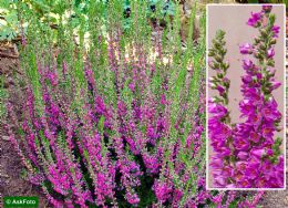 Calluna Vulgaris Alportii