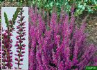 Vis produktside for: Calluna Vulgaris Amethyst