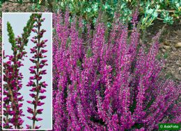 Calluna Vulgaris Amethyst