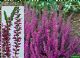 Calluna Vulgaris Amethyst