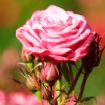 Vis produktside for: Jacaranda Flower Circus