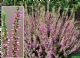Calluna Vulgaris Anette 