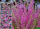 Vis produktside for: Calluna Vulgaris Angie