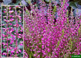 Calluna Vulgaris Angie