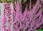 Vis produktside for: Calluna Vulgaris Annemarie