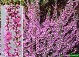 Calluna Vulgaris Annemarie