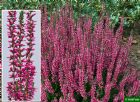 Vis produktside for: Calluna Vulgaris Aphrodite