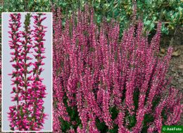 Calluna Vulgaris Aphrodite