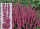 Calluna Vulgaris Aphrodite