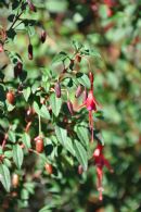 Fuchsia Mag. Riccartonii