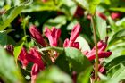 Vis produktside for: Weigela Red Prince