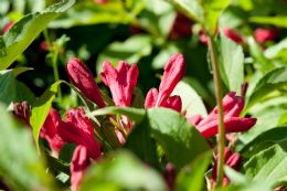 Weigela Red Prince