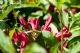 Weigela Red Prince