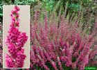 Vis produktside for: Calluna Vulgaris Arabella