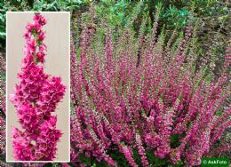 Calluna Vulgaris Arabella