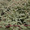 Vis produktside for: Cotoneaster Salicifolia Repens 