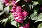 Vis produktside for: Weigela Florida Alexandra® 